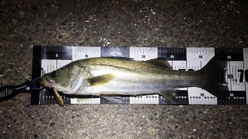 養老川臨海公園