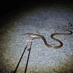 ダイナンウミヘビ