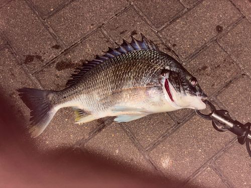 木津川（大阪）