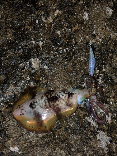 アオリイカの釣果
