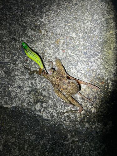 タコの釣果