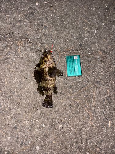 ムラソイの釣果