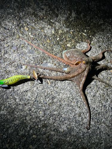 タコの釣果