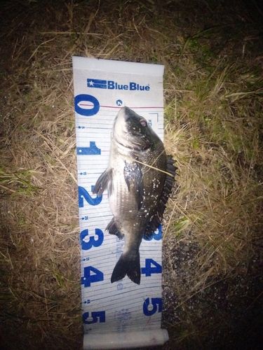 クロダイの釣果