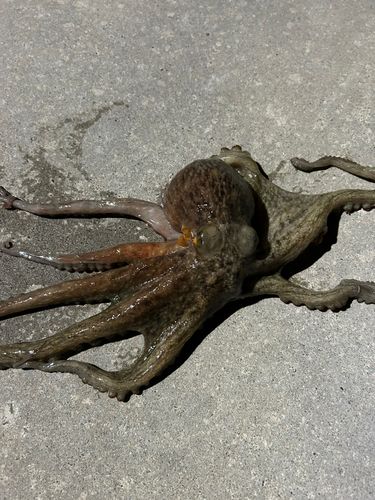 タコの釣果