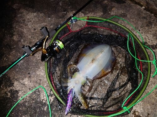 アオリイカの釣果