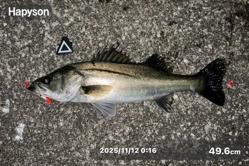 シーバスの釣果