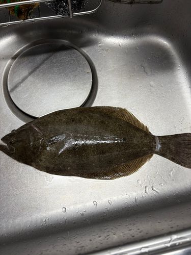 ヒラメの釣果