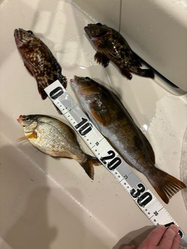 磯子海づり施設