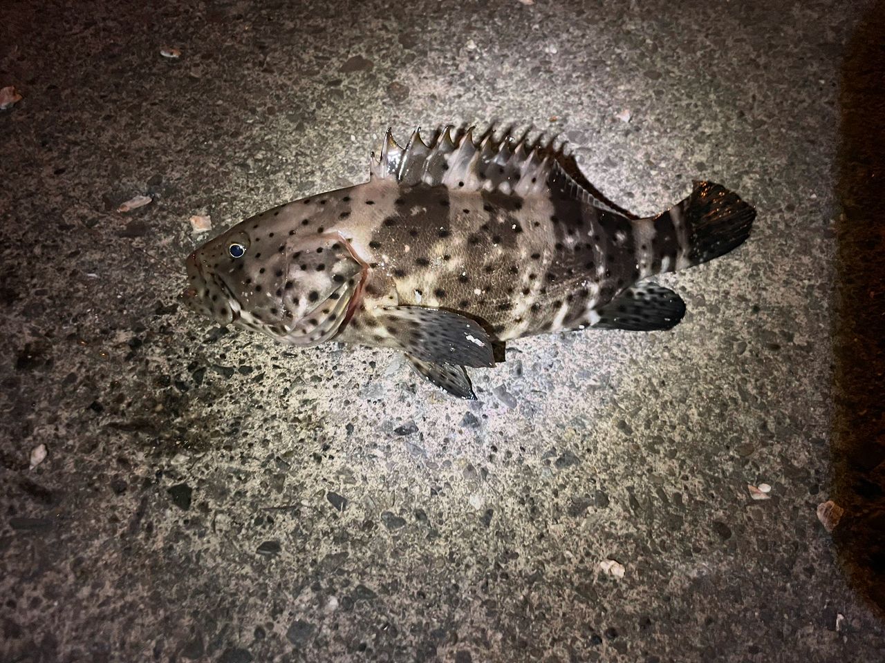 チャイロマルハタ