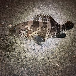 チャイロマルハタ