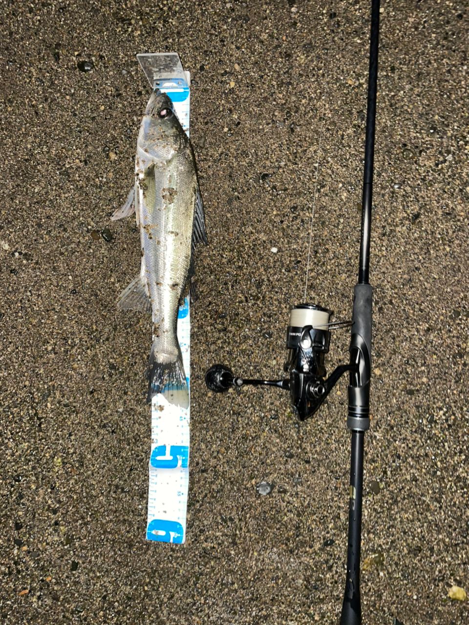 SHIMANO 23ディアルーナ S96MHの最安値・インプレ・釣果 | 本音の