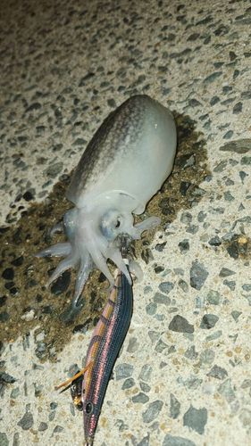 中央埠頭（博多湾）