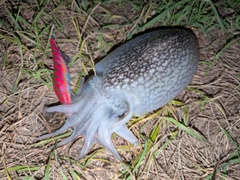 シリヤケイカの釣果