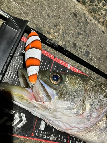 シーバスの釣果