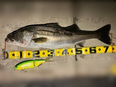 シーバスの釣果