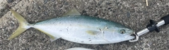 ヤズの釣果