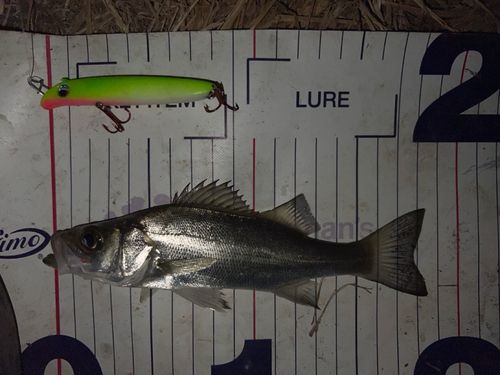 シーバスの釣果