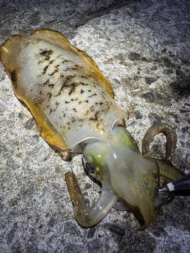 アオリイカの釣果