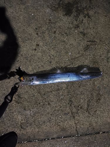 タチウオの釣果