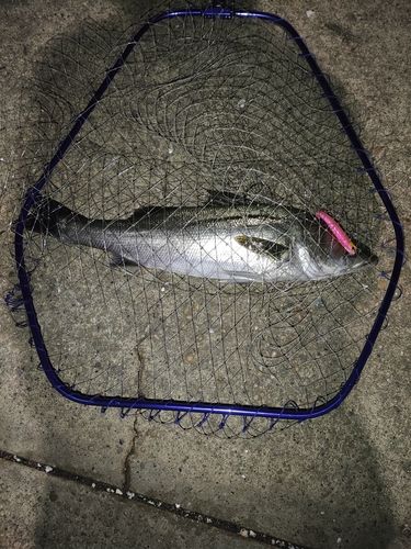 フッコ（マルスズキ）の釣果