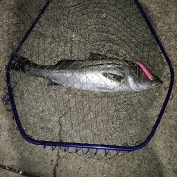 フッコ（マルスズキ）