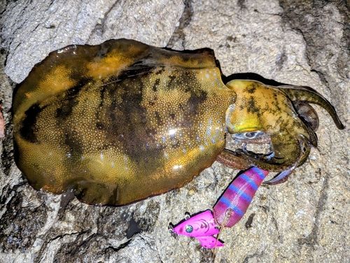 アオリイカの釣果