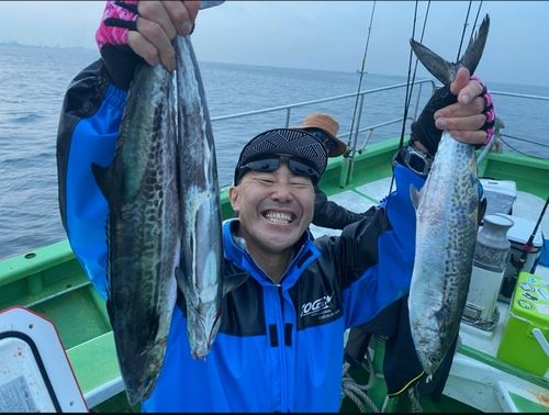 サワラの釣果