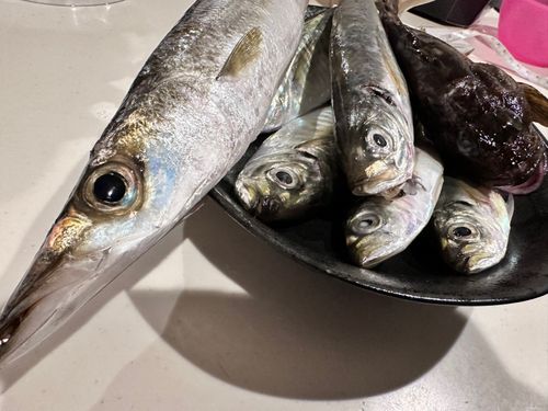 カマスの釣果