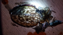 モンゴイカの釣果