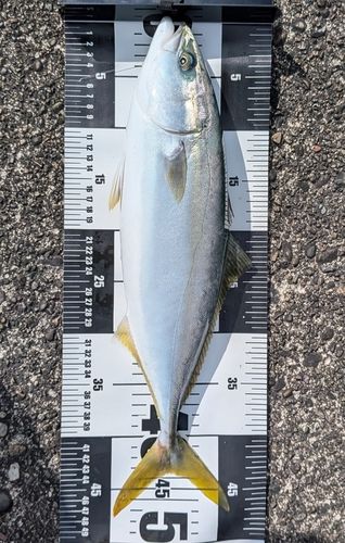 ハマチの釣果