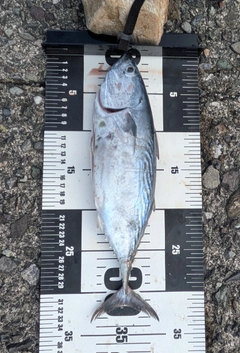 スマガツオの釣果