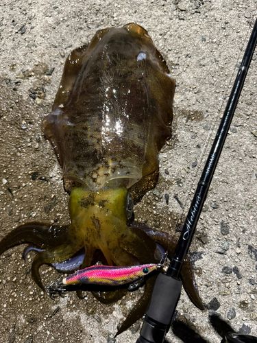 アオリイカの釣果