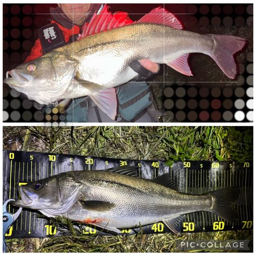 シーバスの釣果