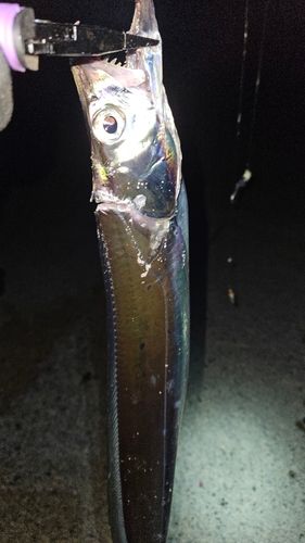 中央埠頭（博多湾）