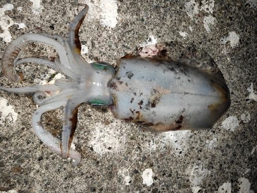 アオリイカの釣果