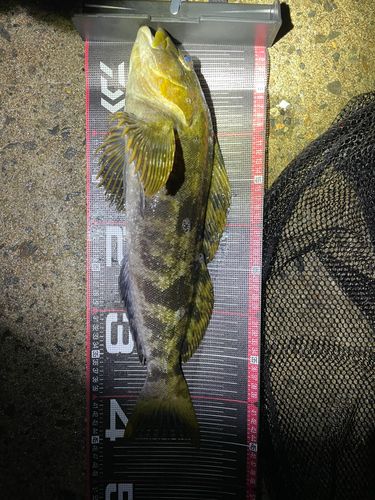 アイナメの釣果