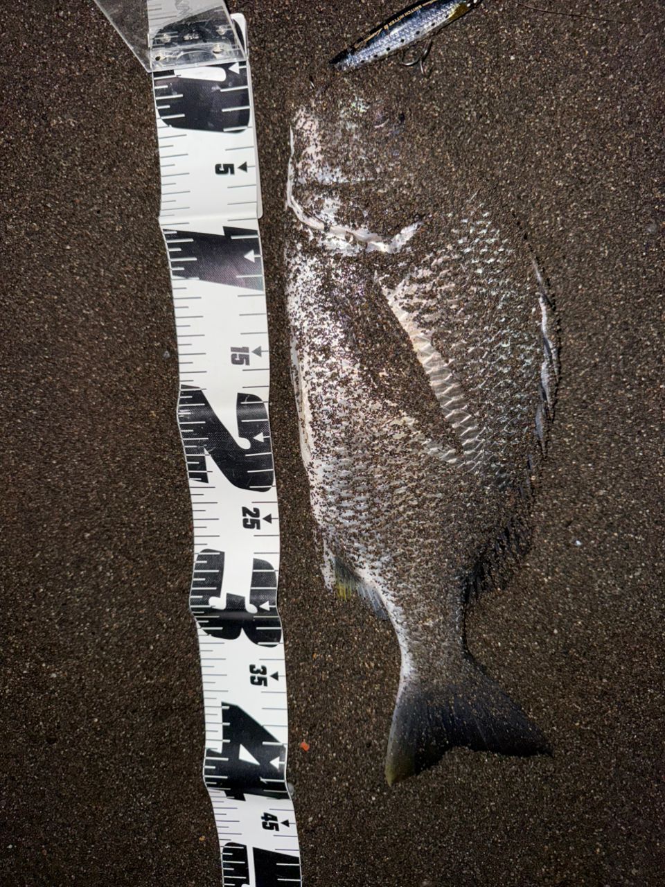 GCRAFT セブンセンスTR ミッドウォーター MWS-972-TRの最安値