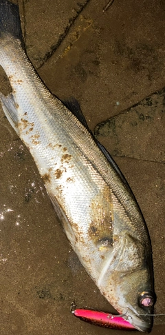 シーバスの釣果