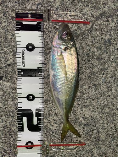 三陸海岸（岩手）