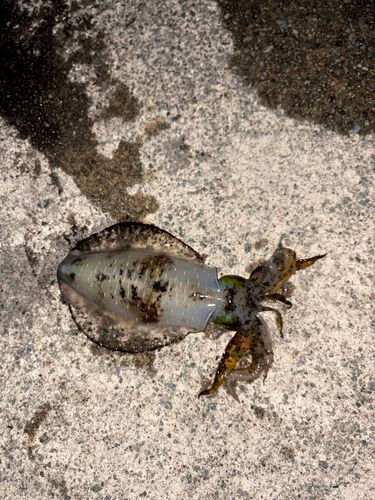 アオリイカの釣果