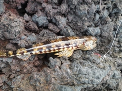 アカエソの釣果