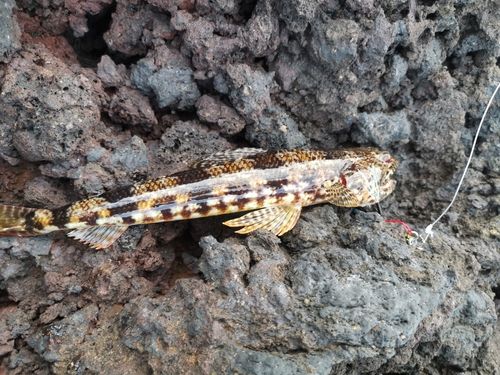 アカエソの釣果