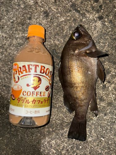 クロメバルの釣果