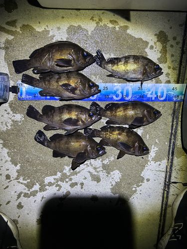 メバルの釣果