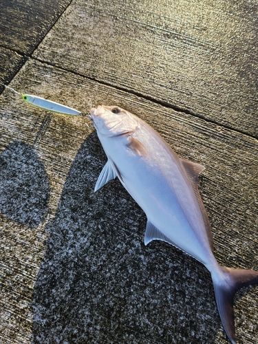 カンパチの釣果