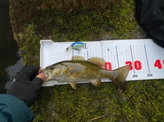スモールマウスバスの釣果