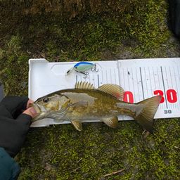 スモールマウスバス