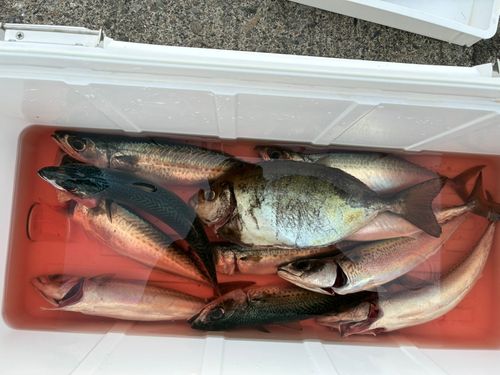 サバの釣果