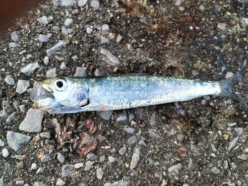イワシの釣果